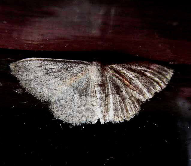 Da La Gomera (Canarie): Geometridae: Scopula guancharia